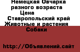 Немецкая Овчарка разного возраста › Цена ­ 15 000 - Ставропольский край Животные и растения » Собаки   